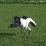 tl_files/02 Bayern/02 DFO Bayern/03 Auffangstationen/Regenstauf/Weissstorch.jpg tl_files/02 Bayern/02 DFO Bayern/03 Auffangstationen/Regenstauf/Weissstorch.jpg